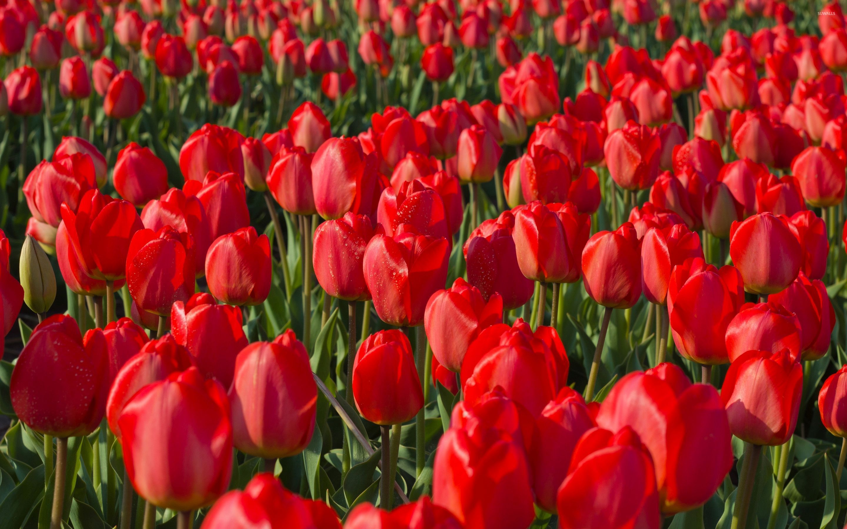 red tulips hd