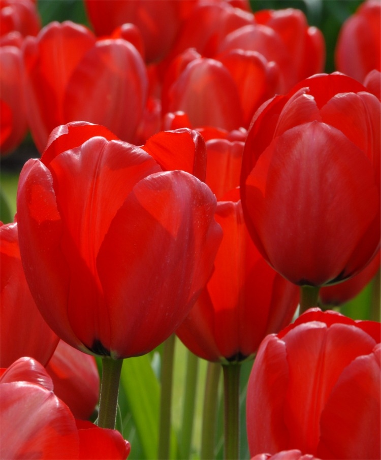red tulips images