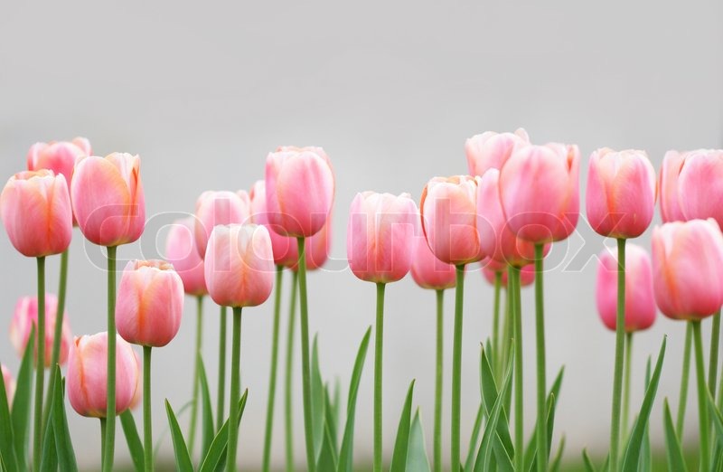 beautiful natural pink tulips image