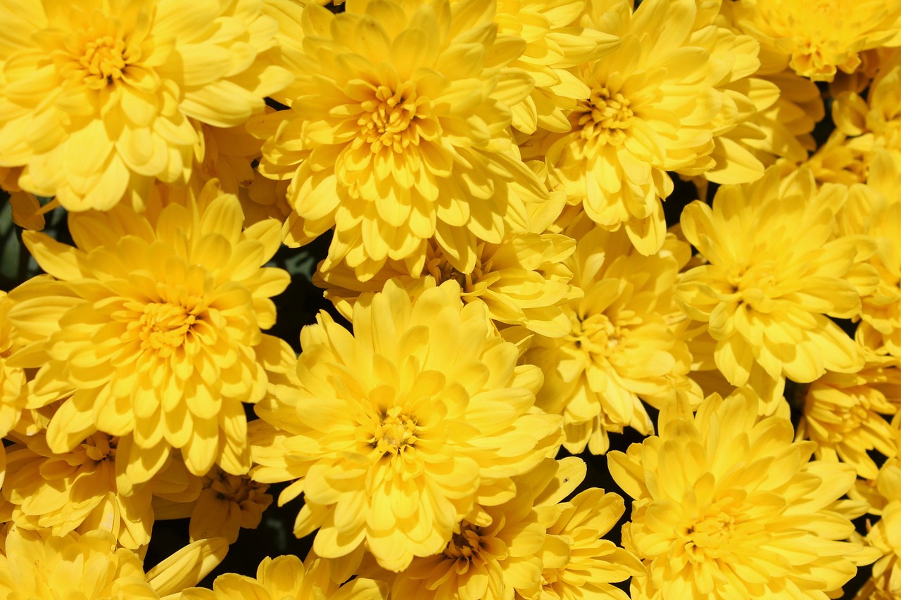 beautiful yellow flower image