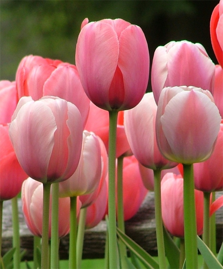 dark pink tulips wallpaper