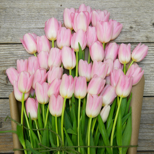 wallpaper of pink tulips