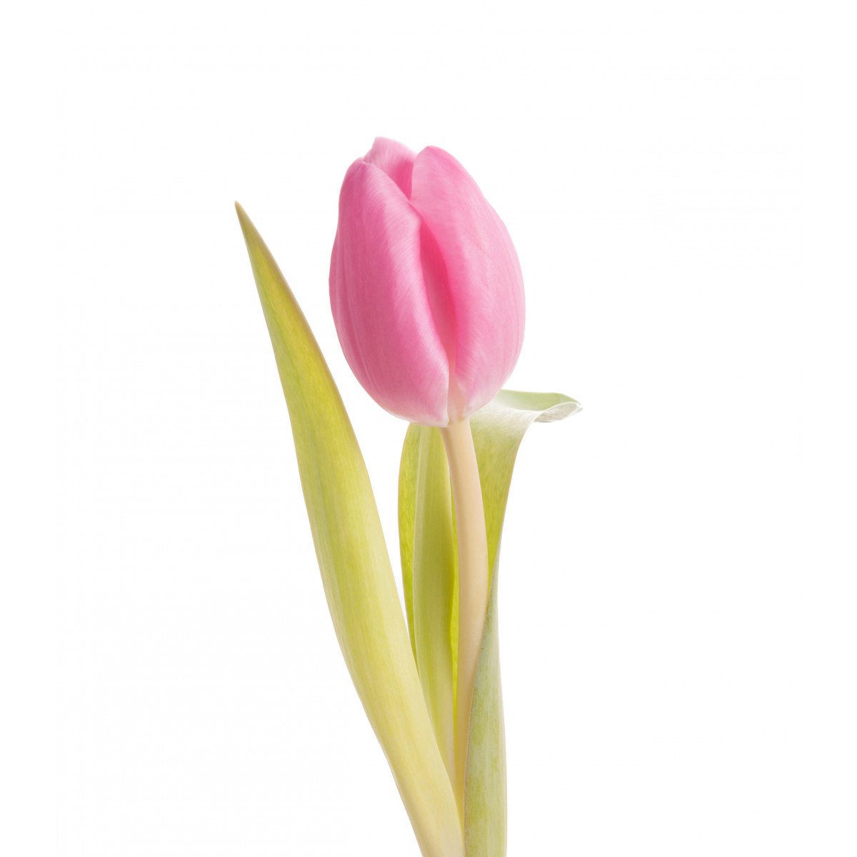 wholesale pink tulips