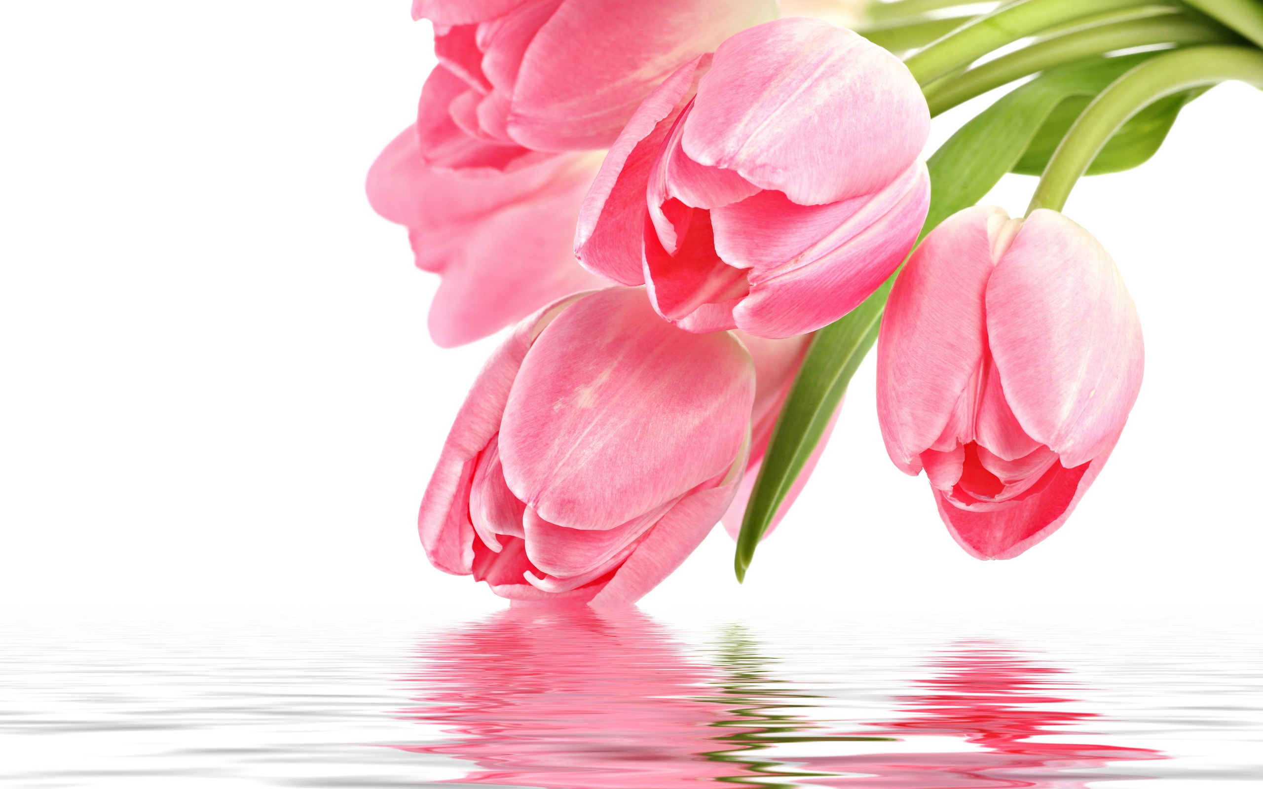 widescreen natural pink tulips