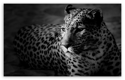 black and white jaguar wallpapers