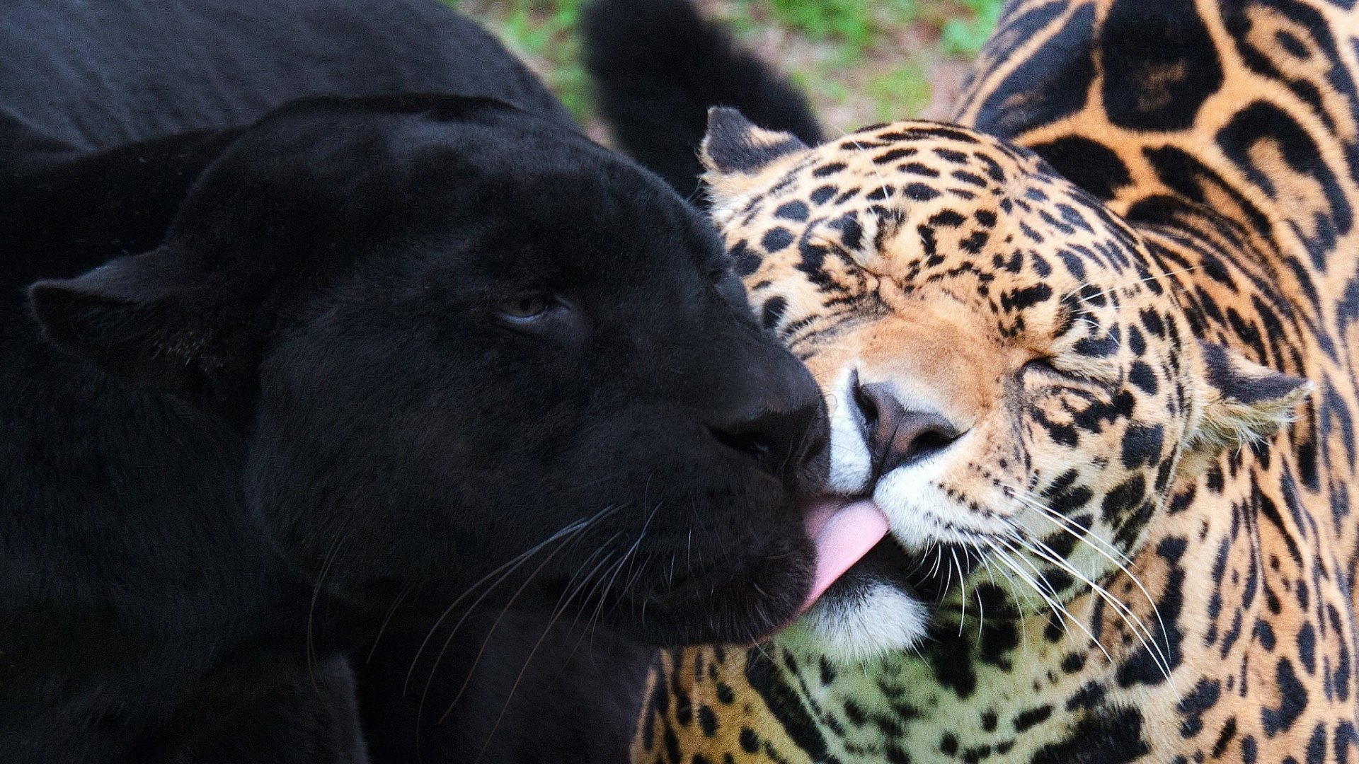 full black jaguar image