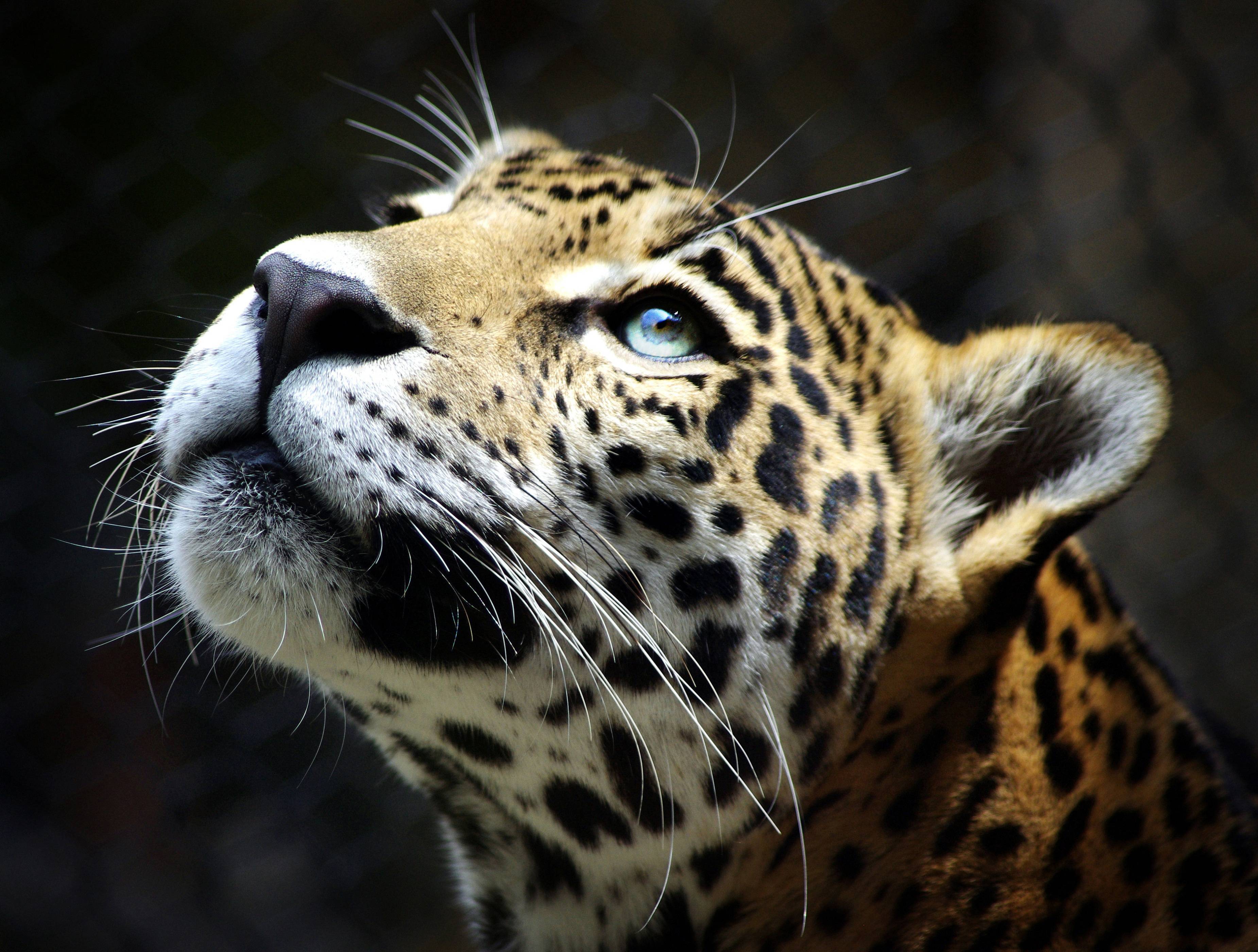 grey eyes leopard image