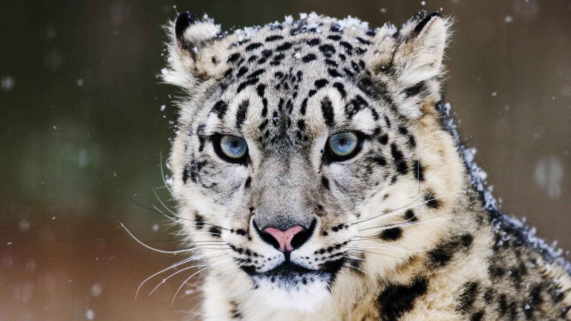 snowfall on leopard image