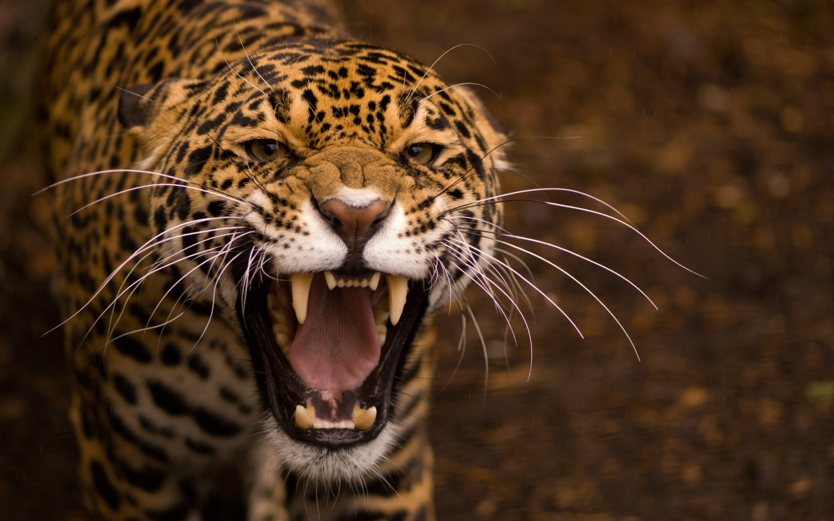 wonderful jaguar image hd