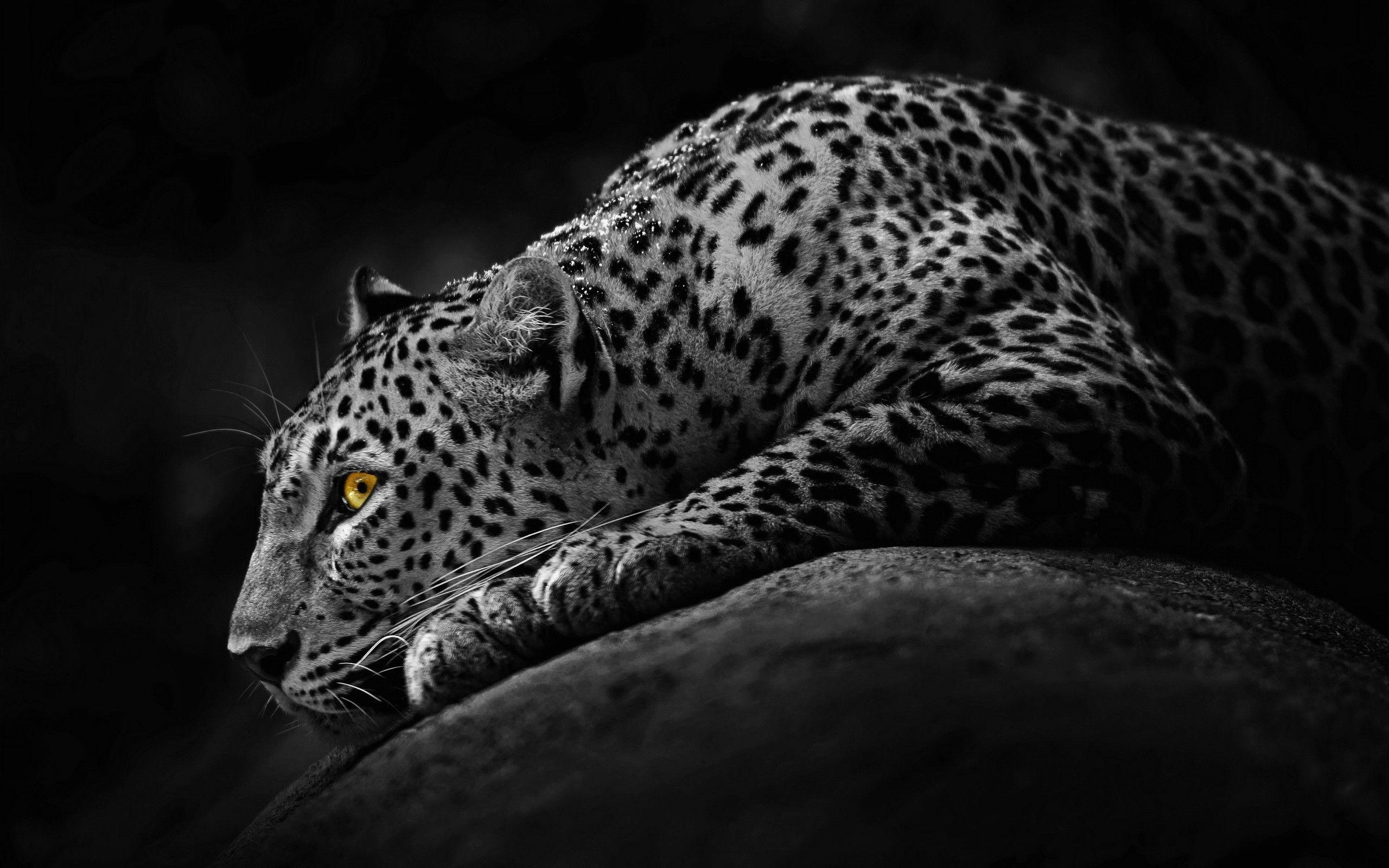 yellow eyes jaguar image