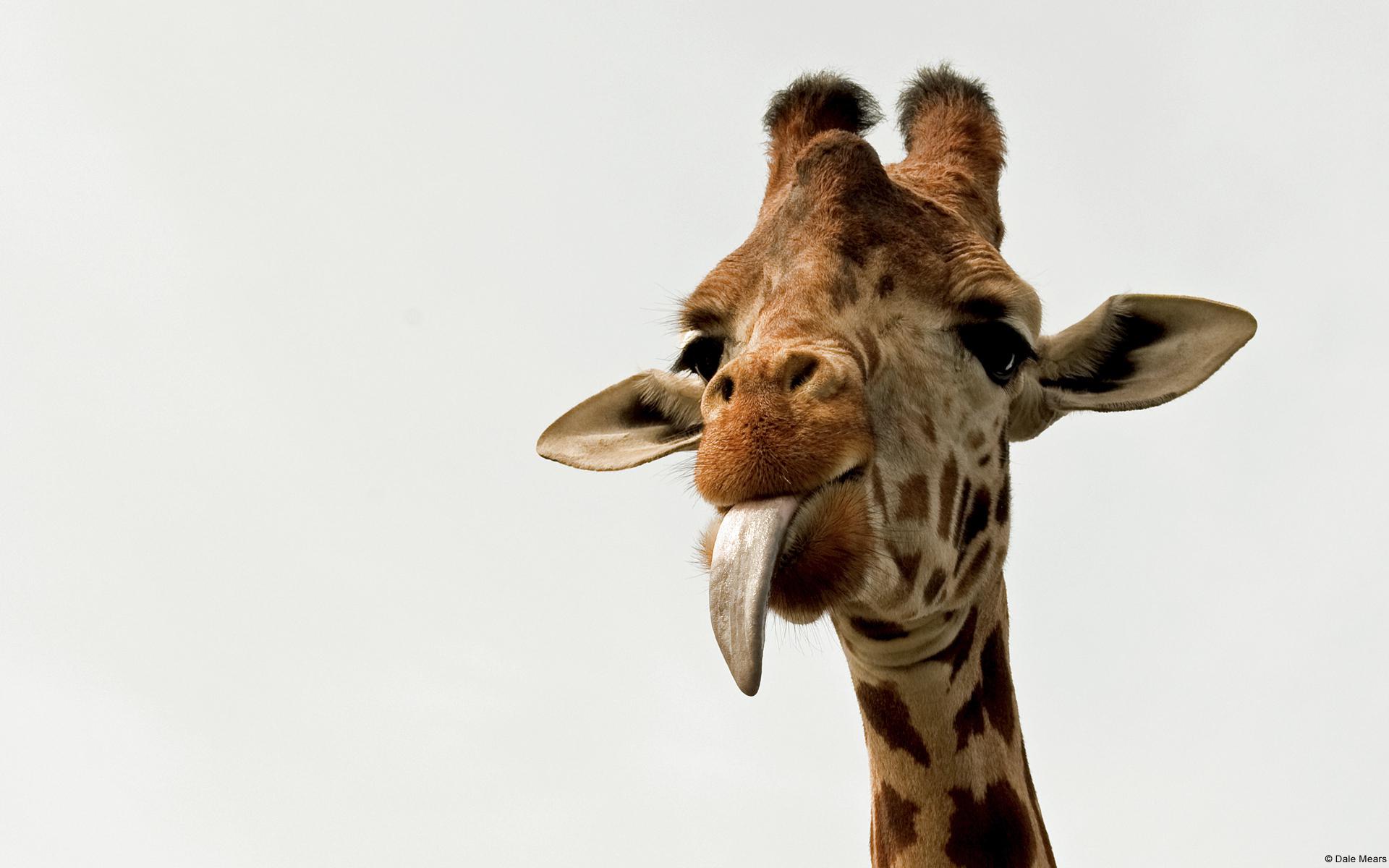 beautiful giraffe image