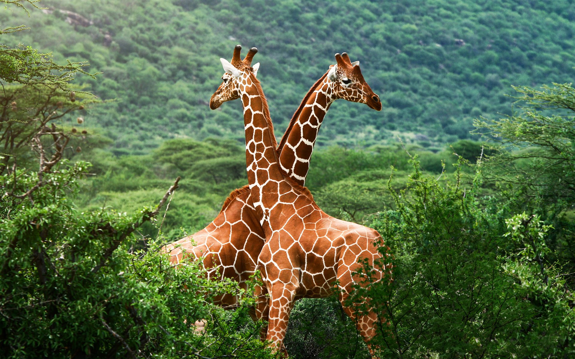 free giraffe wallpapers