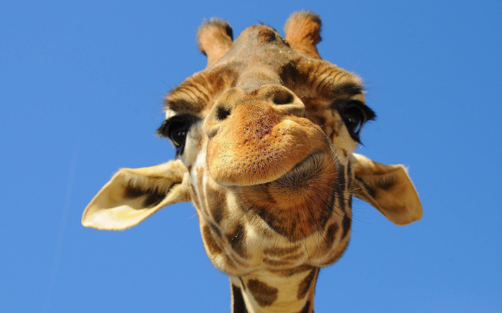 wonderful giraffe image