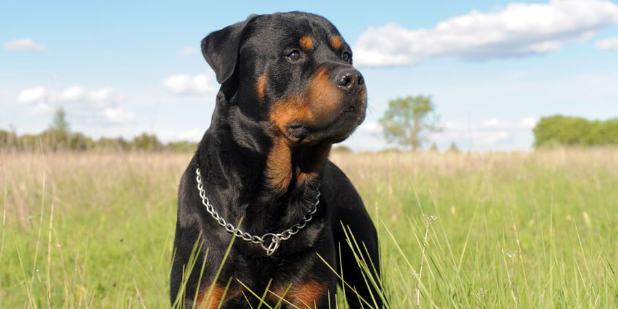 black and brown Rottweiler Images