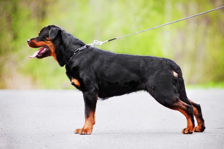 high quality Rottweiler Images