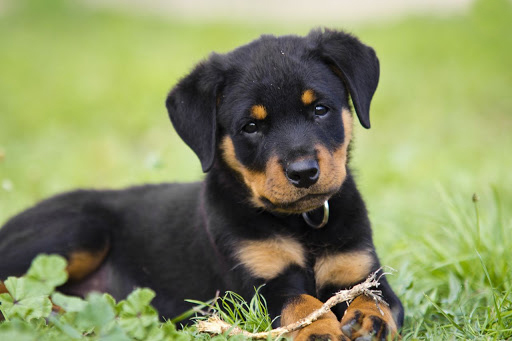 so cute Rottweiler Images