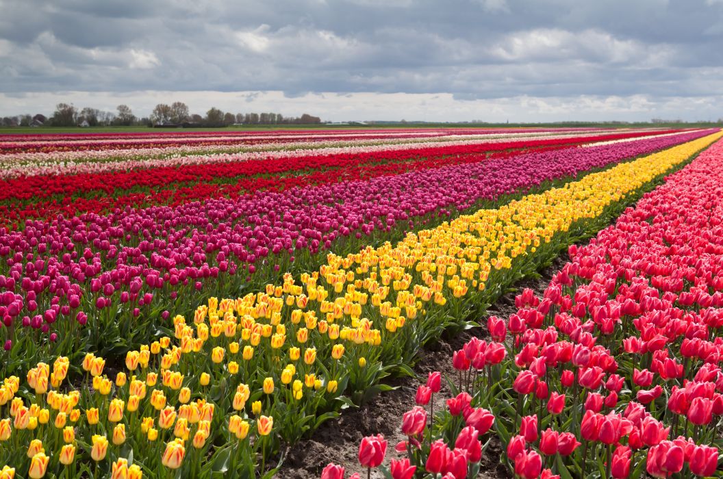 colored tulip flower image