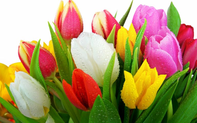 colorful tulip flower image