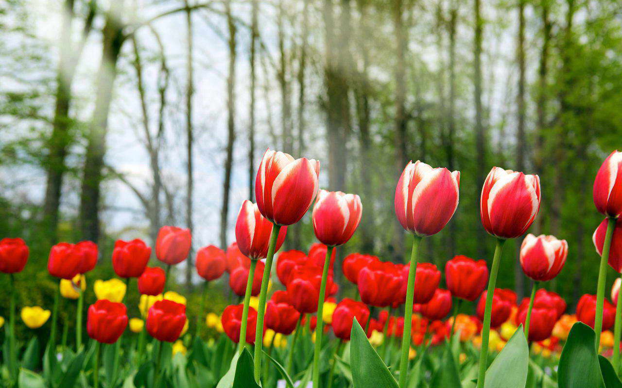 natural Tulip Flower Wallpaper