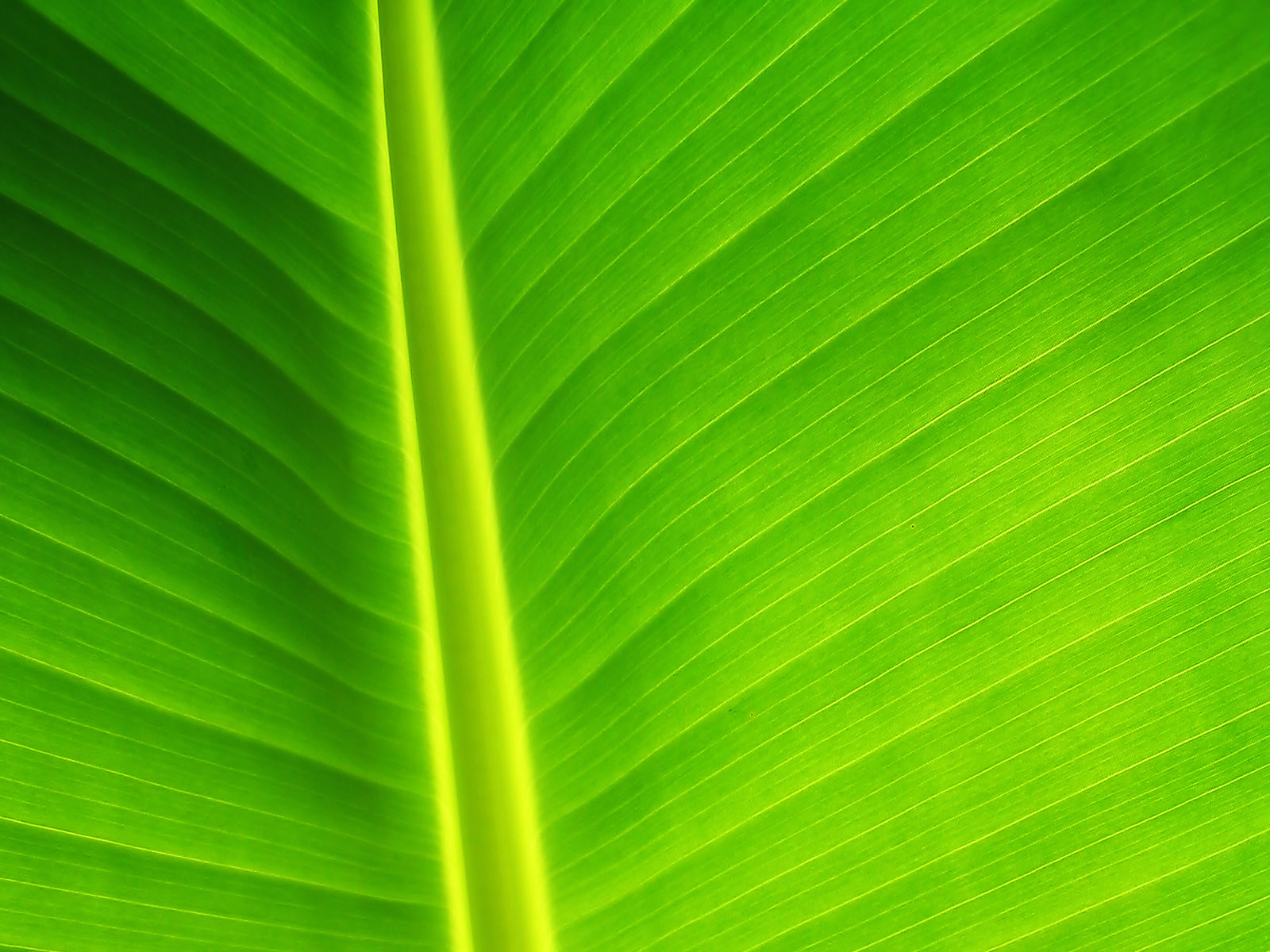 amazing Green Leaf Background