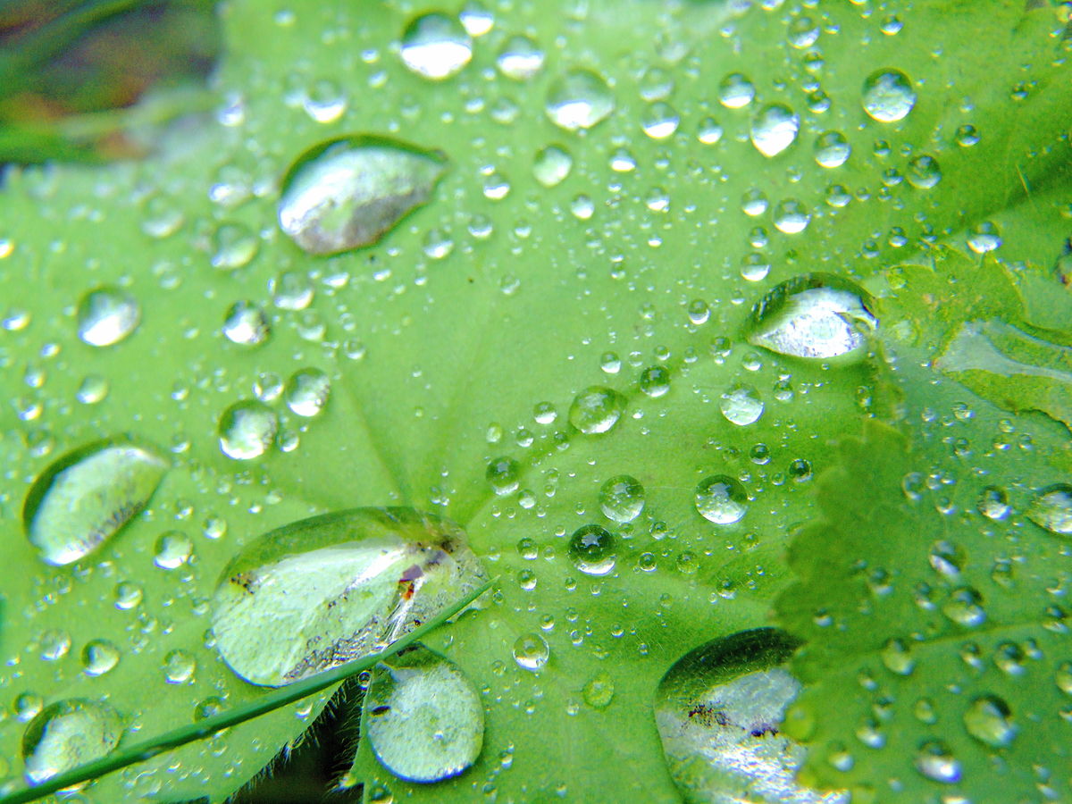 awesome Water Drops on Green Leaf