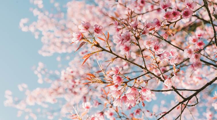 colorful Cherry Blossom