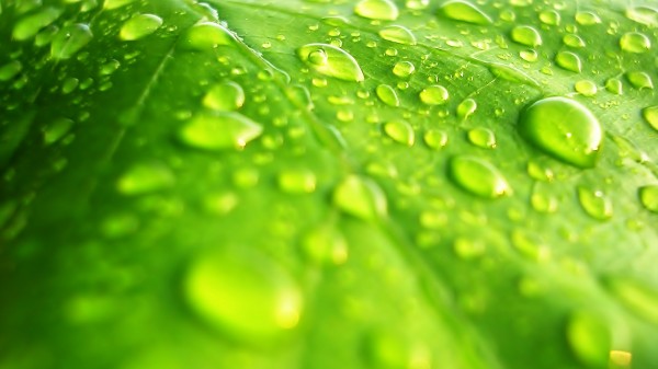 free Water Drops on Green Leaf