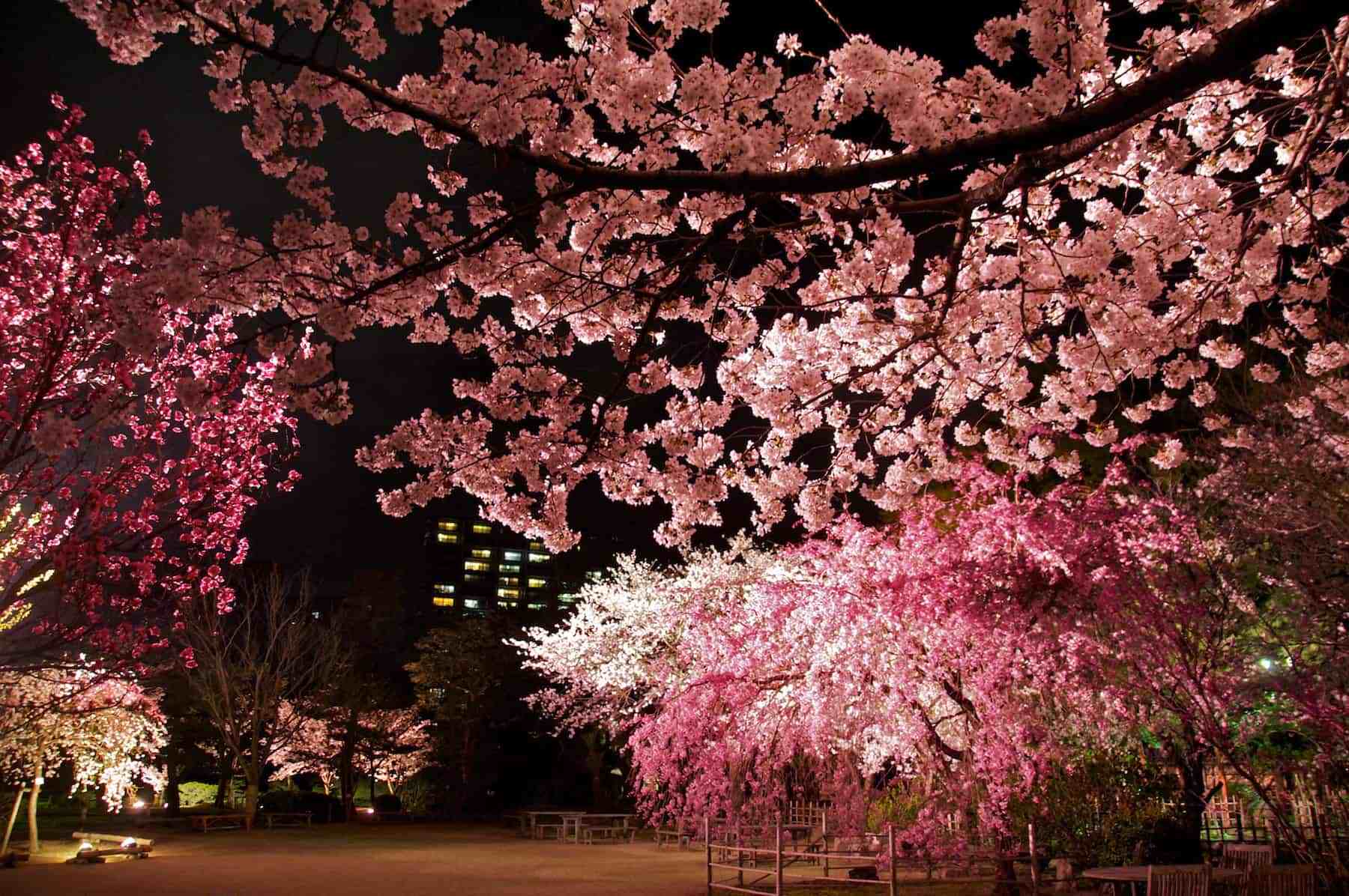 illuminated cherry blossom image
