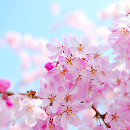 pink flower cherry blossom image