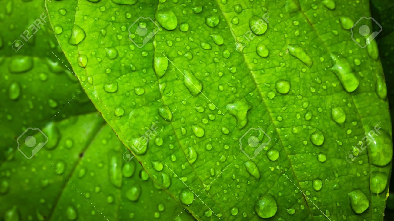 so nice Water Drops on Green Leaf