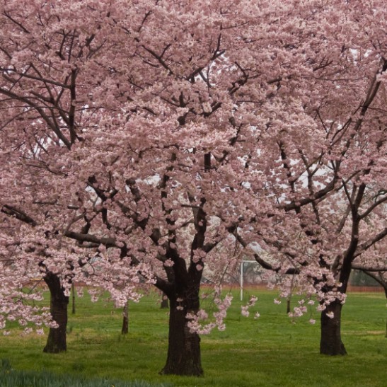 so nice natural cherry blossom image