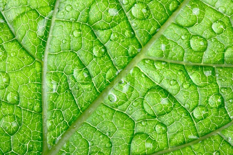 widescreen Water Drops on Green Leaf