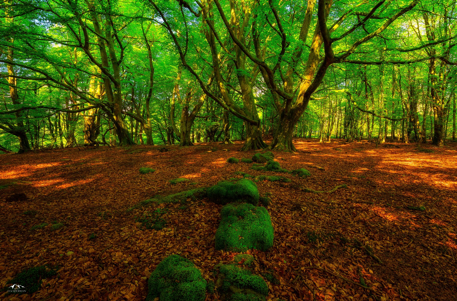 green tree Forest 4K Wallpapers