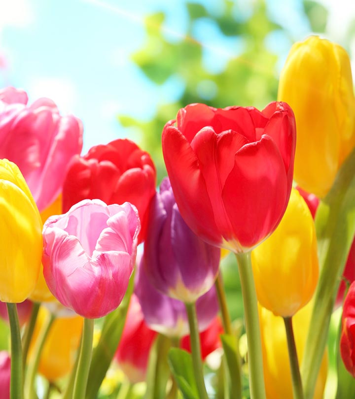 colorful Beautiful Flowers image