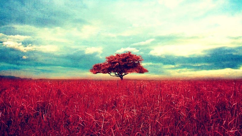 red tree HD Vintage Wallpapers