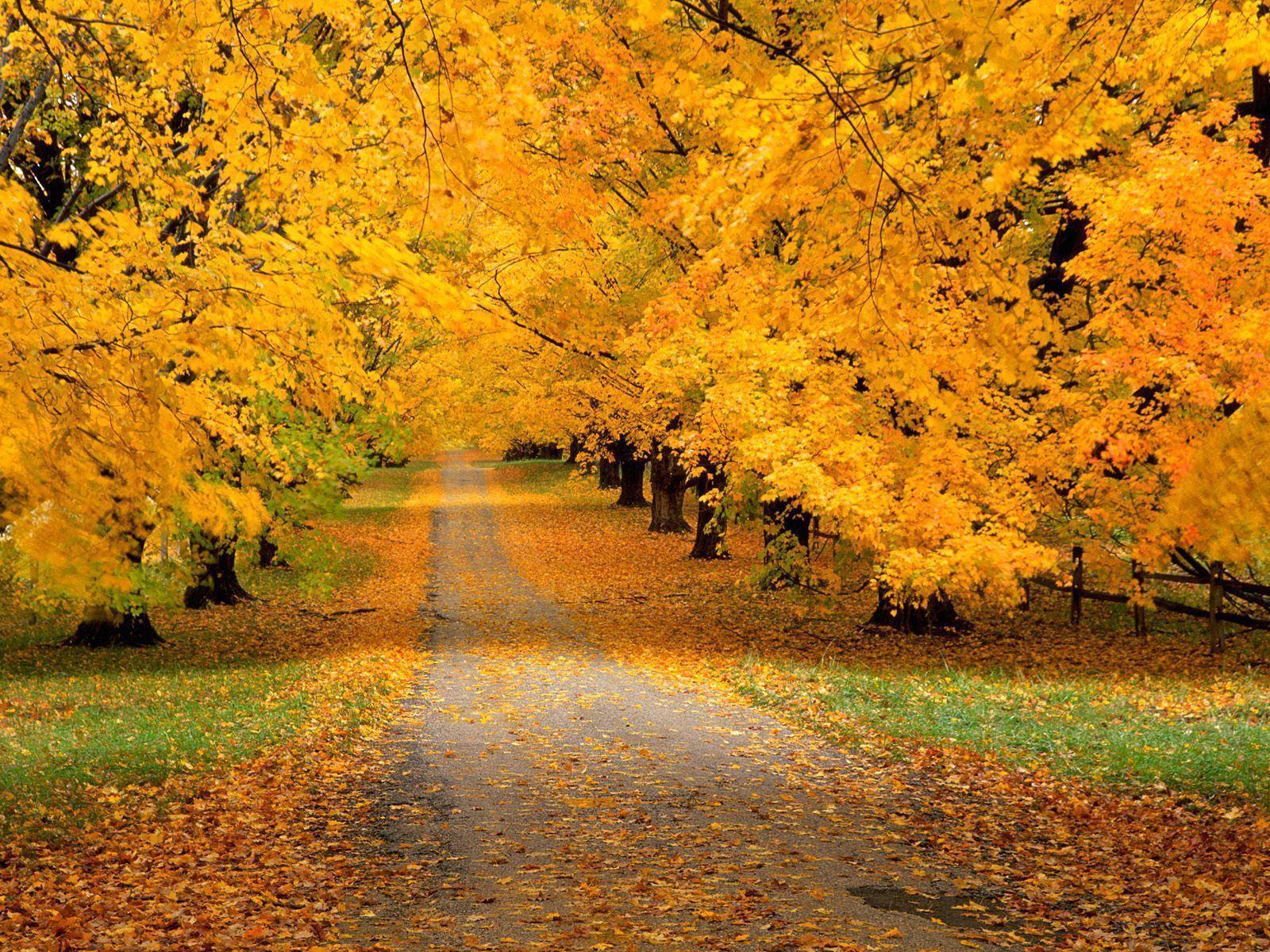 awesome road HD Autumn Wallpapers