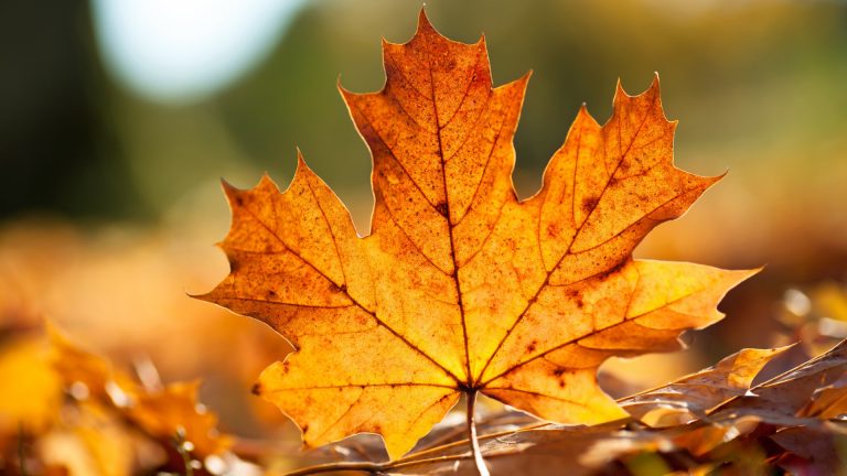 leaf HD Autumn Wallpapers