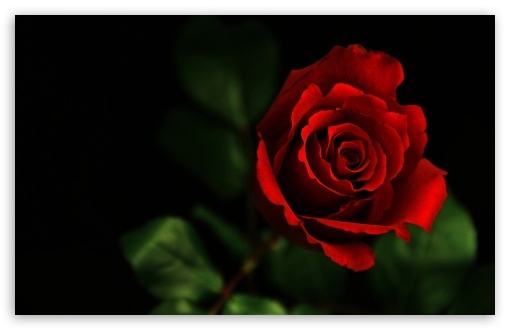 beautiful HD Rose Wallpaper