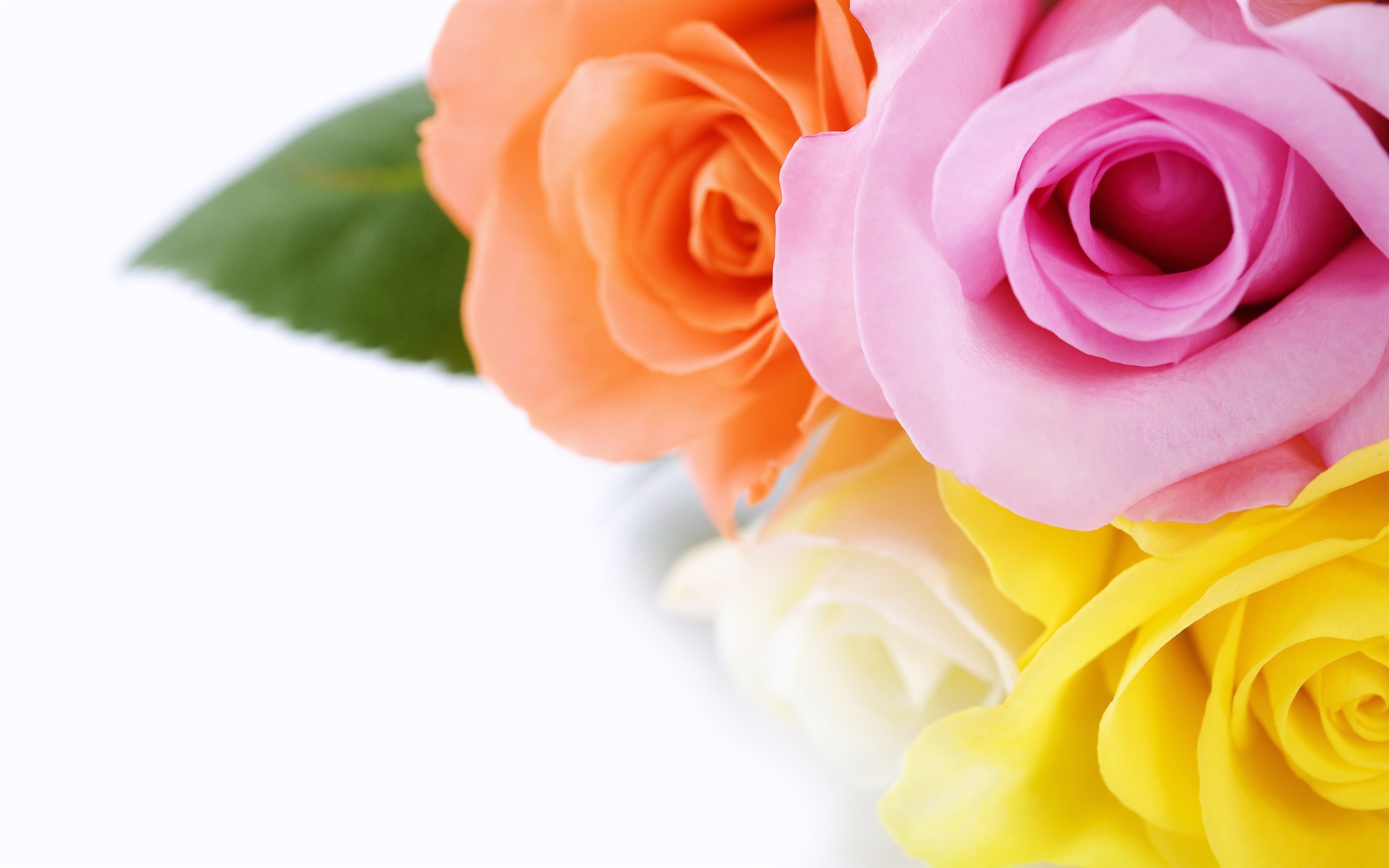 colorful HD Rose Wallpaper