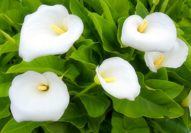 five hazy white lillies with green leafs