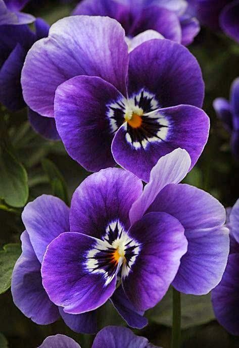 beautiful nature Purple Flower Photos