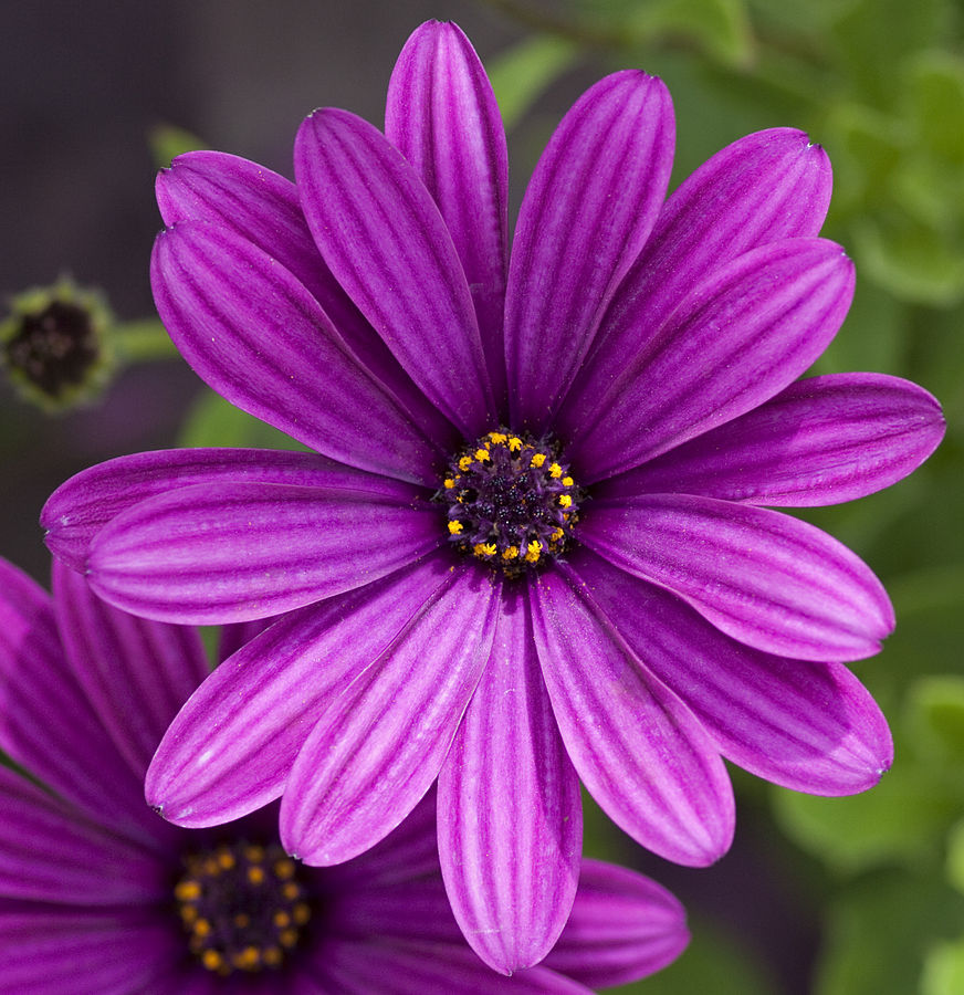 free hd Purple Flower Photos