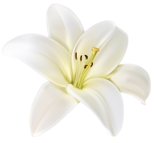 nice nature White Flower Images