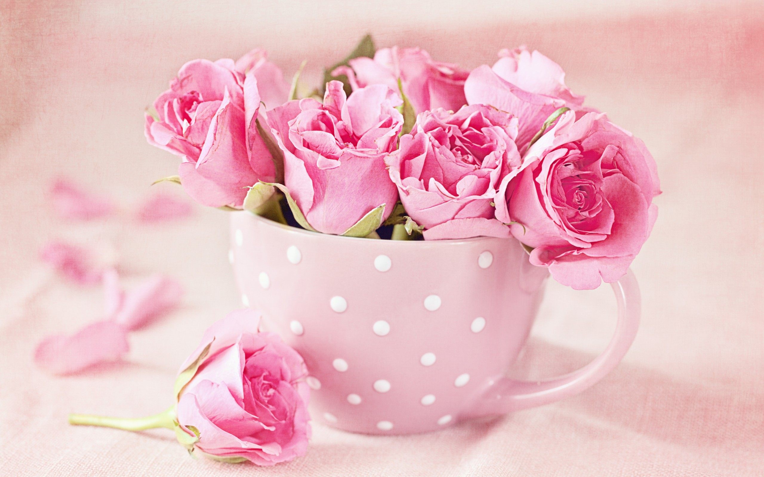 pink rose in cup wallpaper