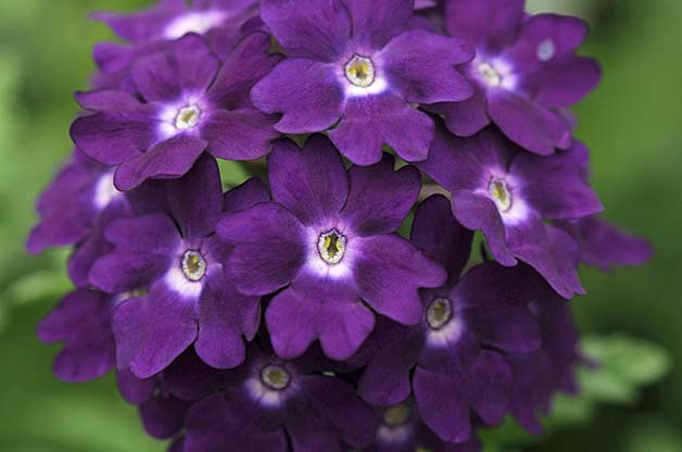 so nice Purple Flower Photos