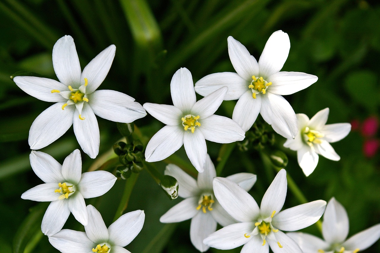so nice White Flower Images