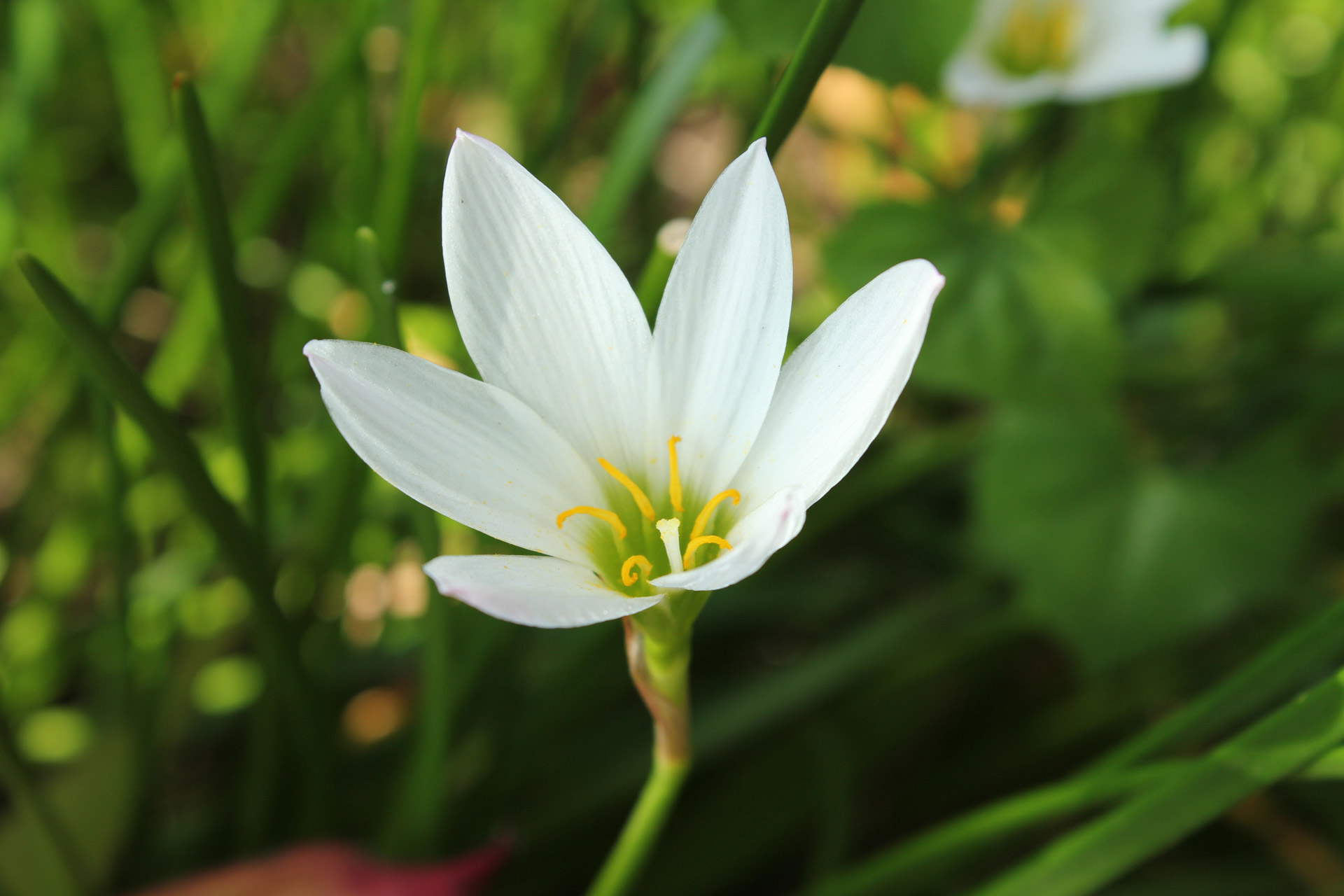 top hd White Flower Images