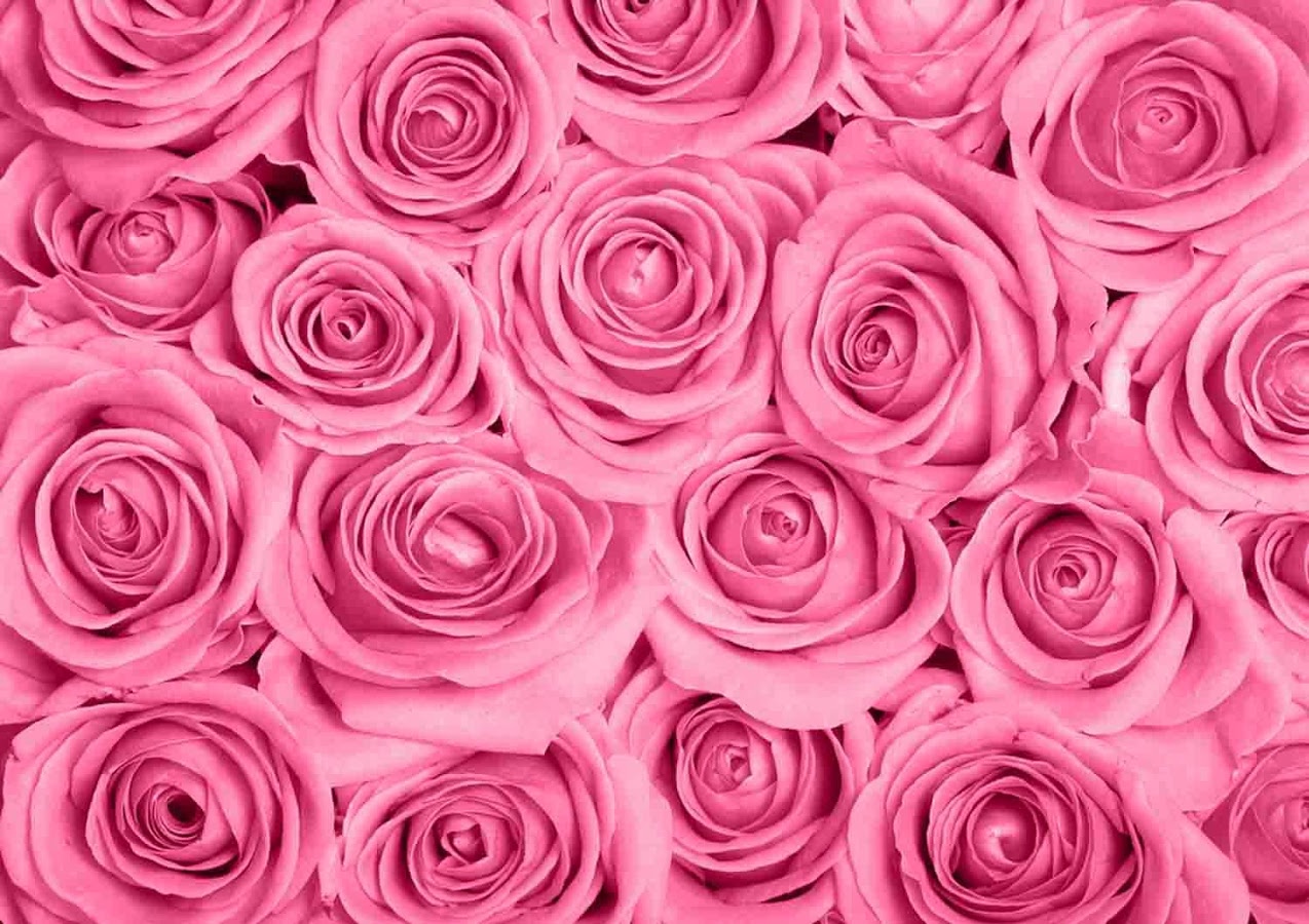 wallpaper of Pink Rose