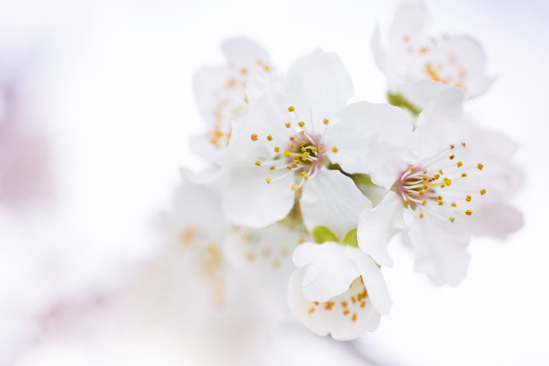 wonderful hd White Flower Images