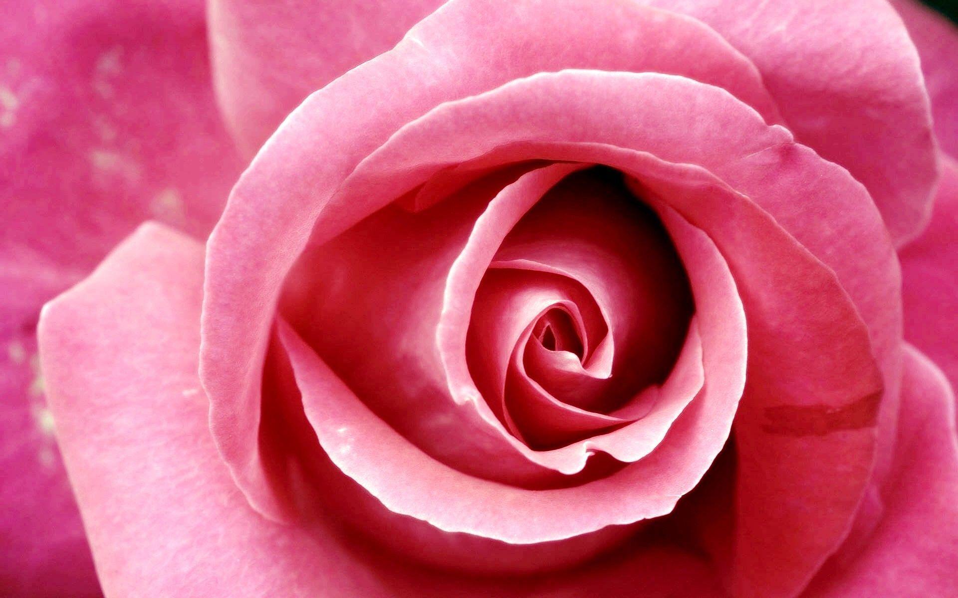 so nice HD Pink Rose